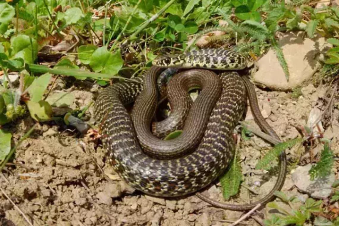 BRANDIZZO. Un serpente al palasport, recuperato dal Canc