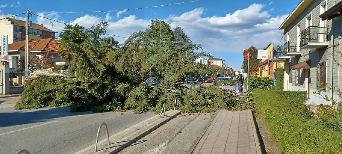 BRANDIZZO. Il forte vento di sabato ha abbattuto  un grosso pino lungo via Torino