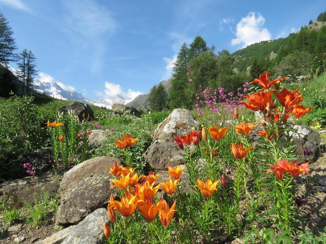 Il giardino botanico alpino riapre dal 1° Giugno con tante novità