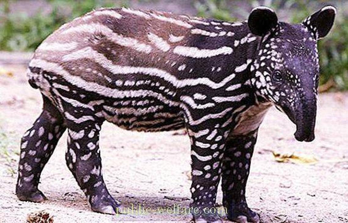 Il rodomonte  attapirato.