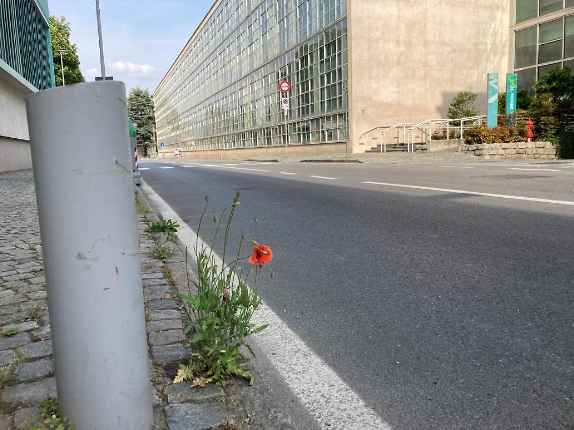 IVREA. Via Jervis: connessione internet da terzo mondo. Un papavero tra sterpaglie e degrado