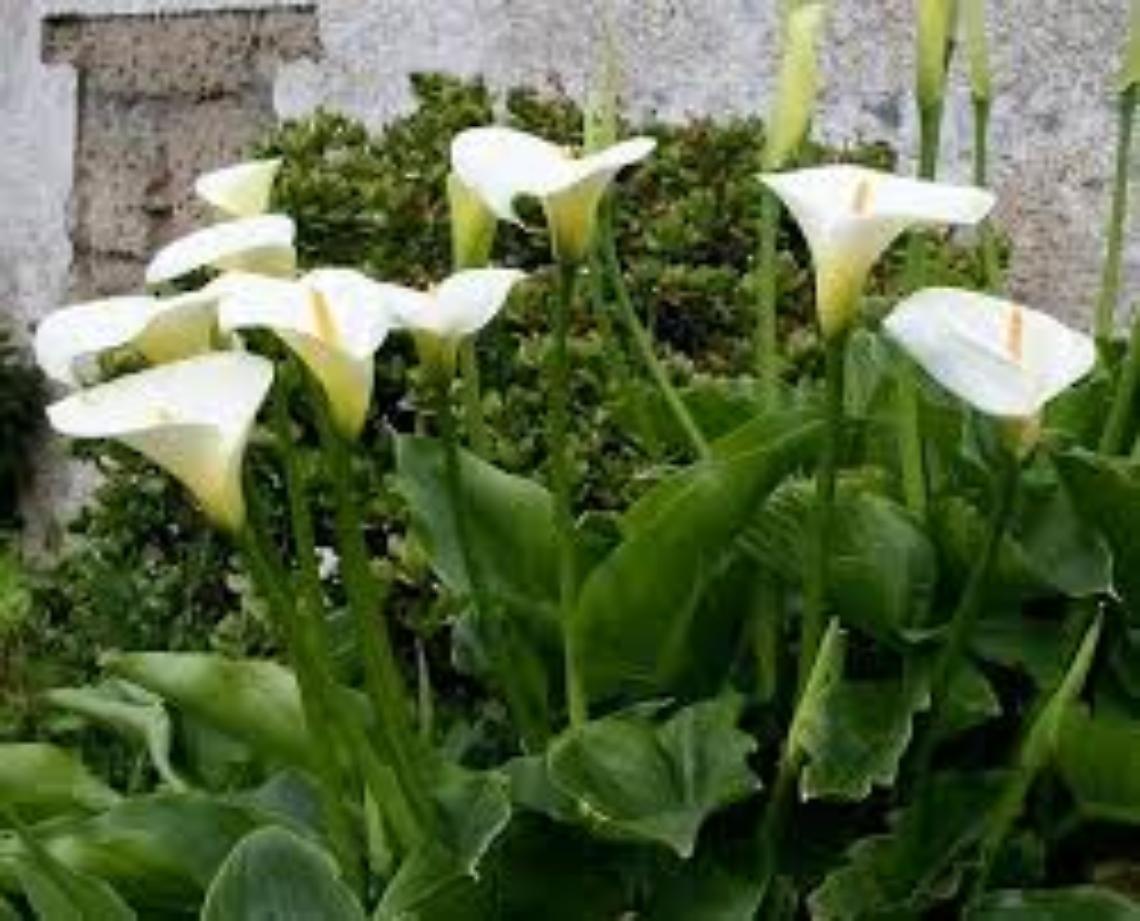 La calla.