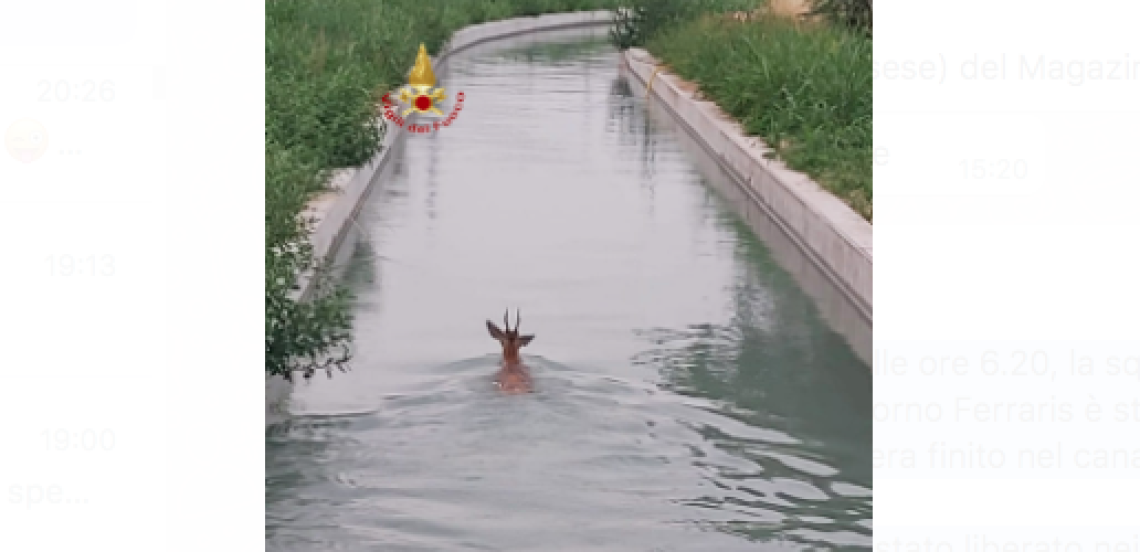 VILLAREGGIA. I pompieri salvano un capriolo caduto nel canale