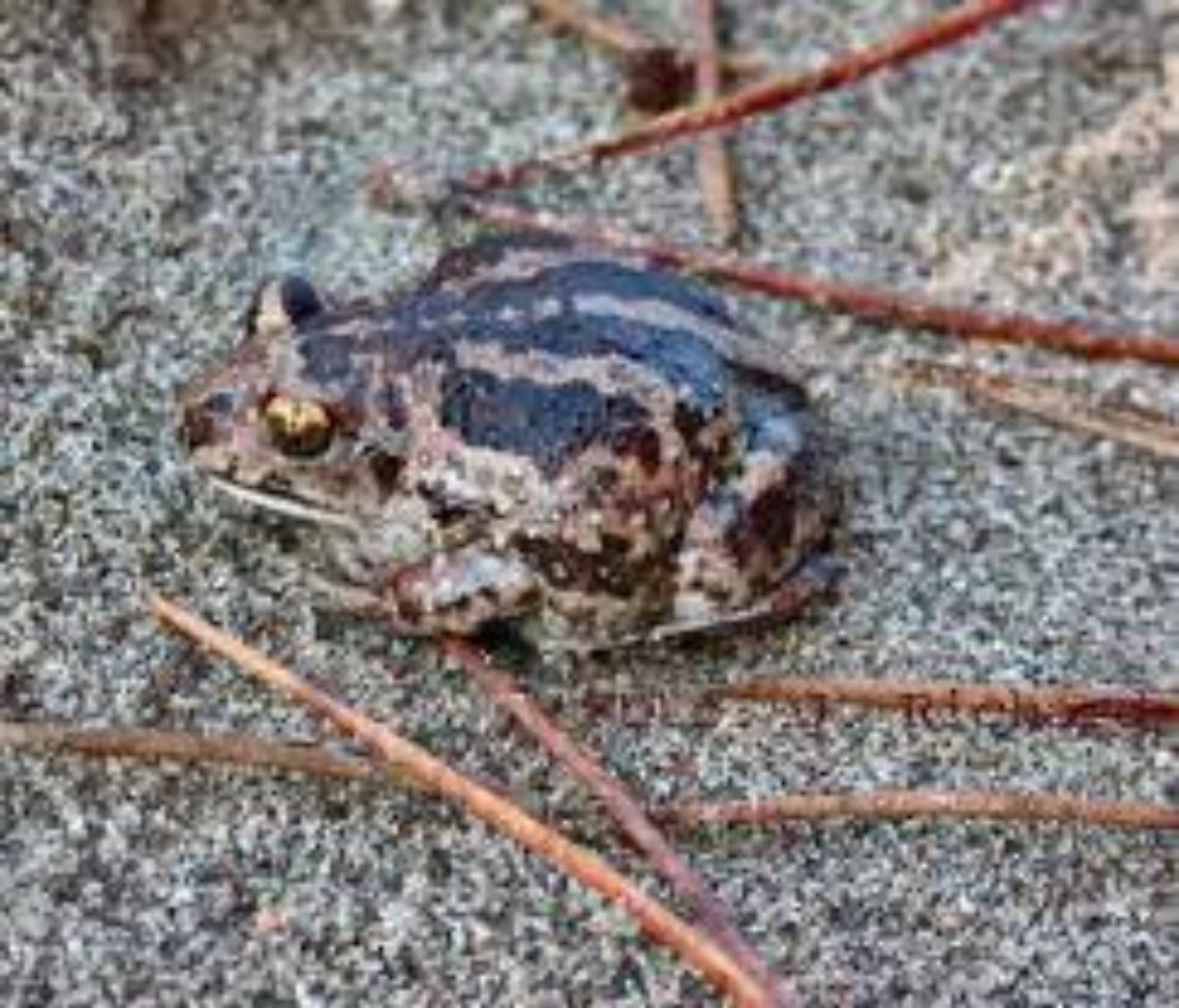 VIALFRE'. L'Atlas festival mette a rischio l'esistenza del Pelobates fuscus insubricus