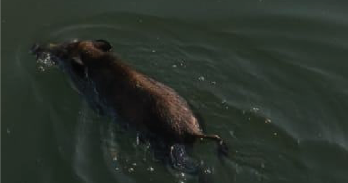 GASSINO. Cucciolo di cinghiale cade nel  canale Enel e viene abbattuto davanti a tutti