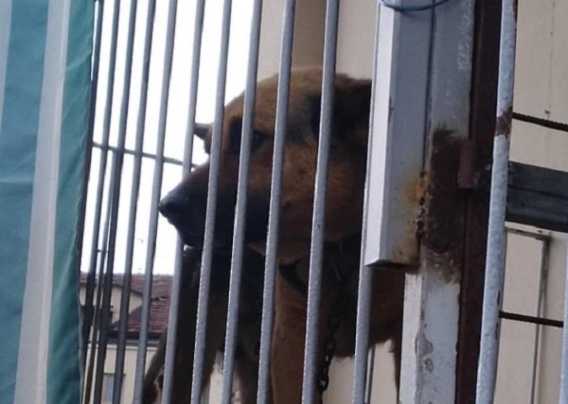 SETTIMO TORINESE. Sequestrato un cane legato in un balcone di un metro quadrato