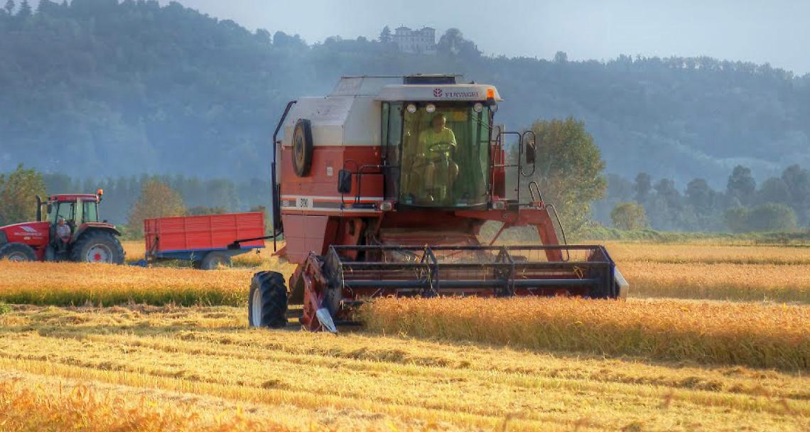 In questi giorni si sta mietendo il riso