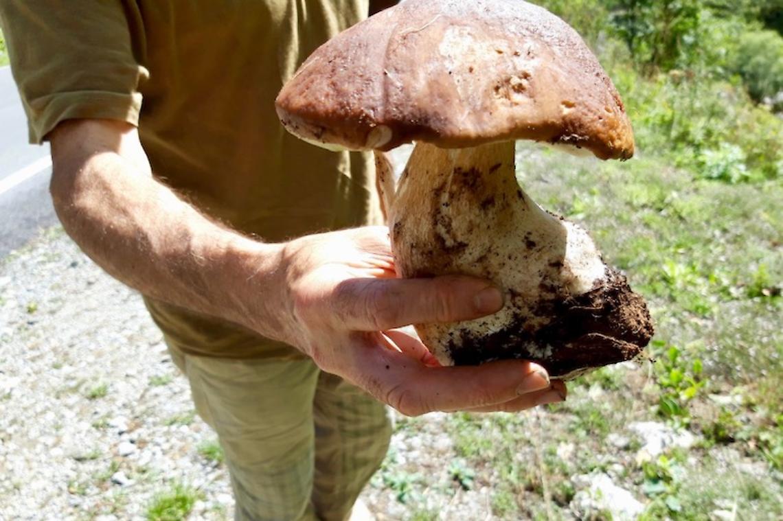 COSSANO. Il prossimo fine settimana si festeggia "sua maestà il porcino"