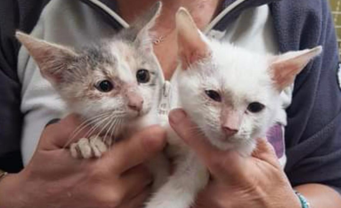 Un pranzo e una cena per i gatti di Ivrea