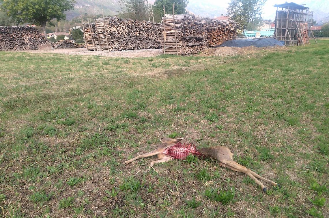 BORGOFRANCO D'IVREA. Scatta l’allarme lupi, un capriolo l’ultima preda