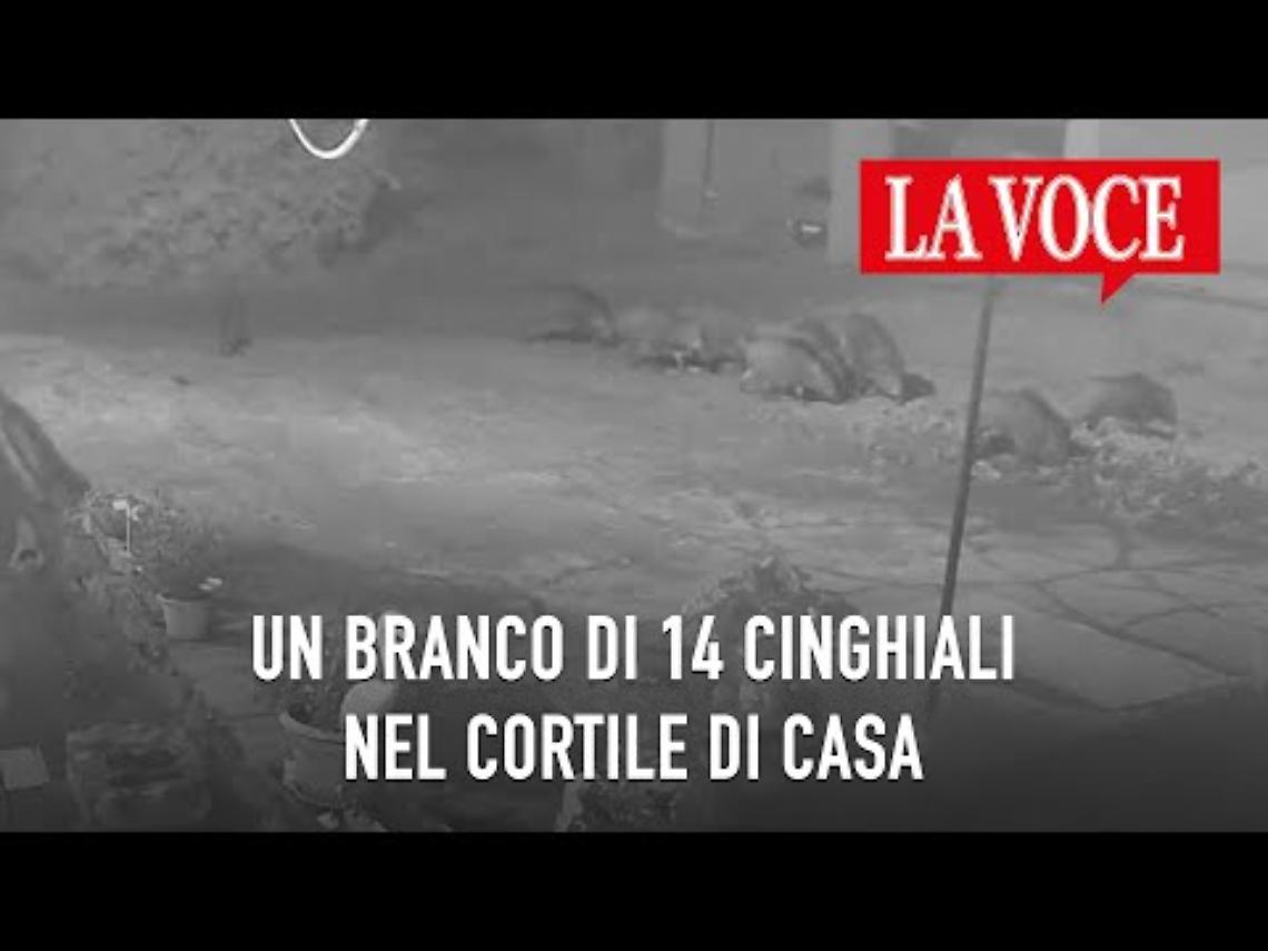 Cavagnolo 