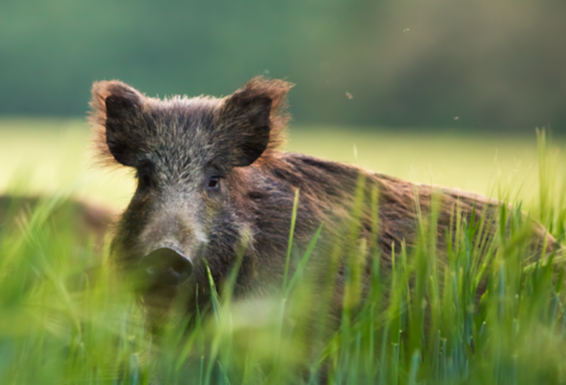 Cinghiale 
