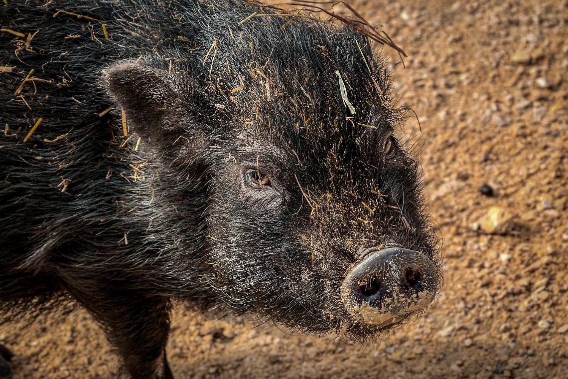 un cinghiale