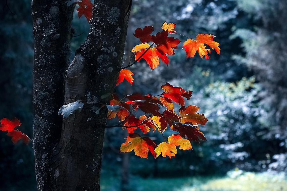 festa degli alberi