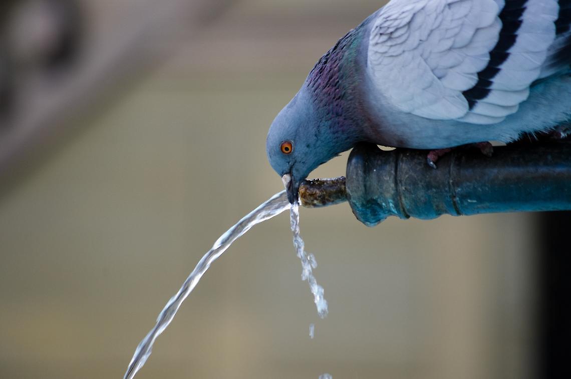 Guerra dell'acqua e "Grande Acquedotto della Valle Orco". Lievitano i costi, tanto paga l'Europa. Sarà un disastro?