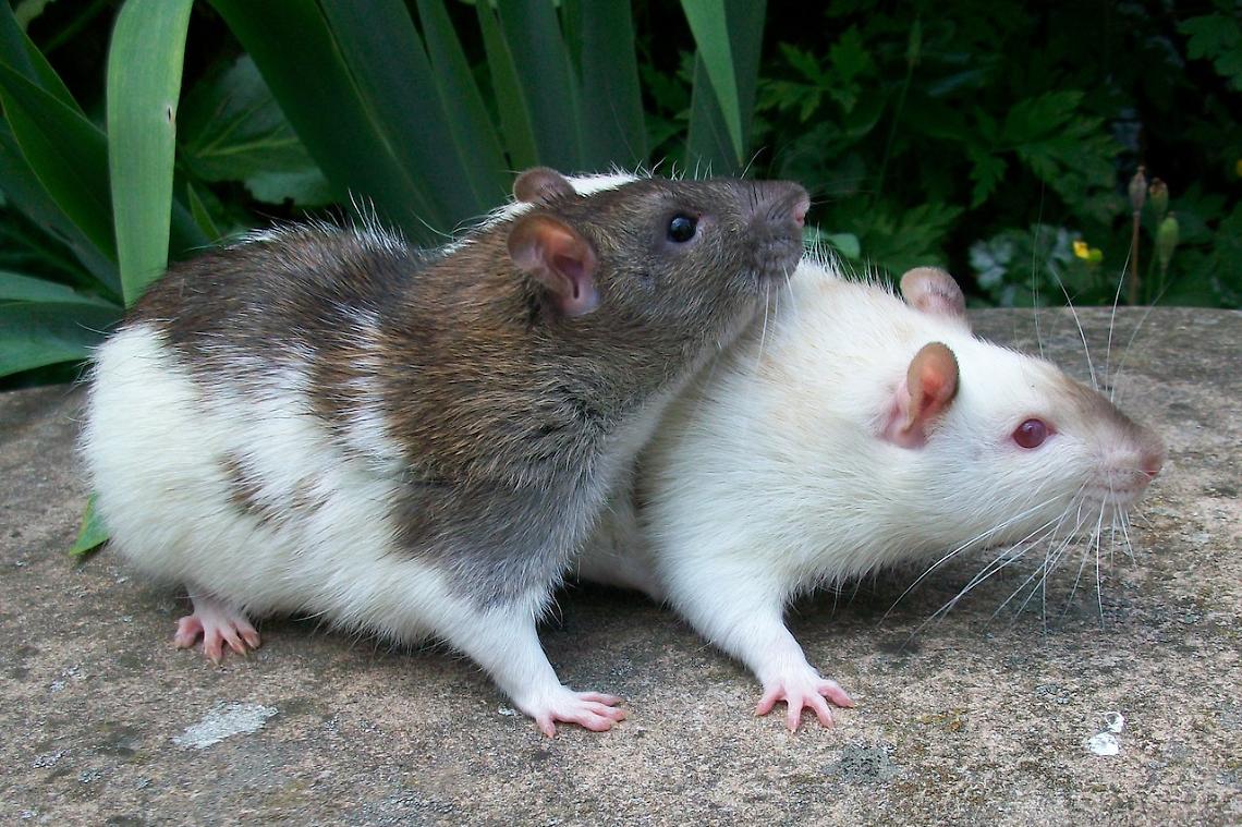 Il cortile della scuola elementare infestato dai topi?