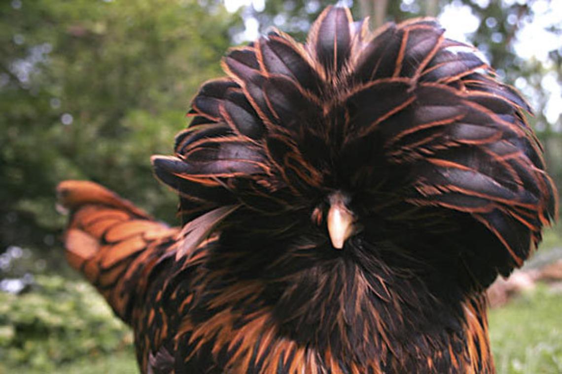 Una gallina Padovana dal Gran Ciuffo (immagine d'archivio)