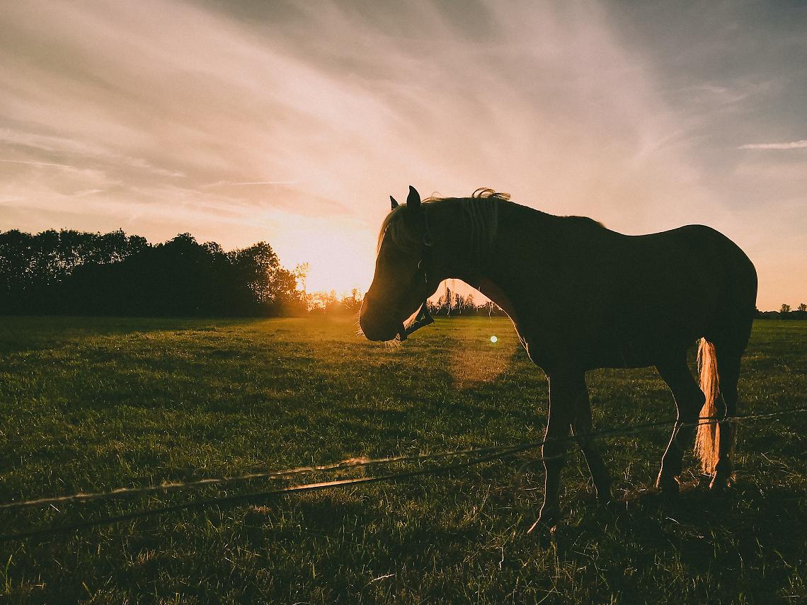 cavallo abbandonato