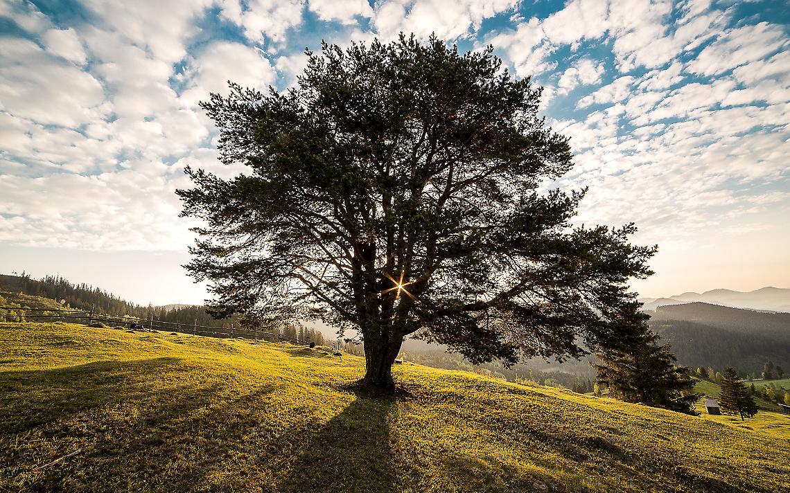 Alberi