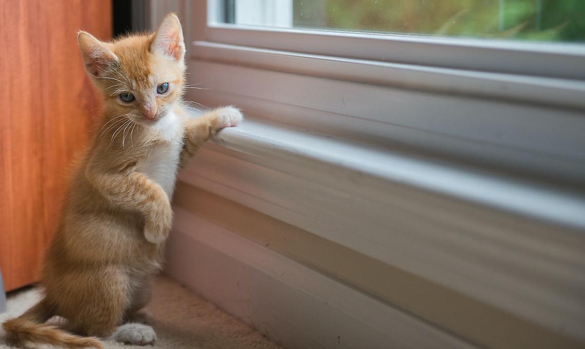 MIAO!Il 17 febbraio 2023 in Italia è la giornata Nazionale del Gatto.