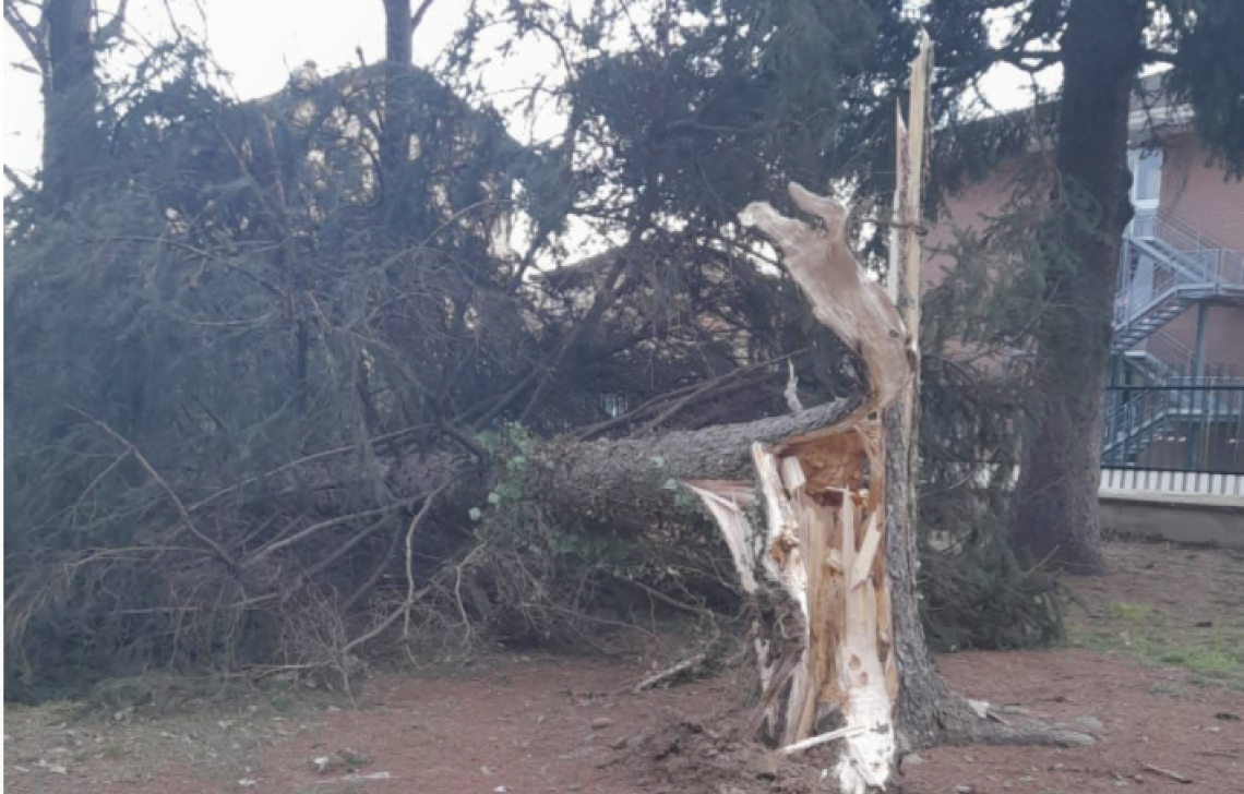L'albero caduto a Favria