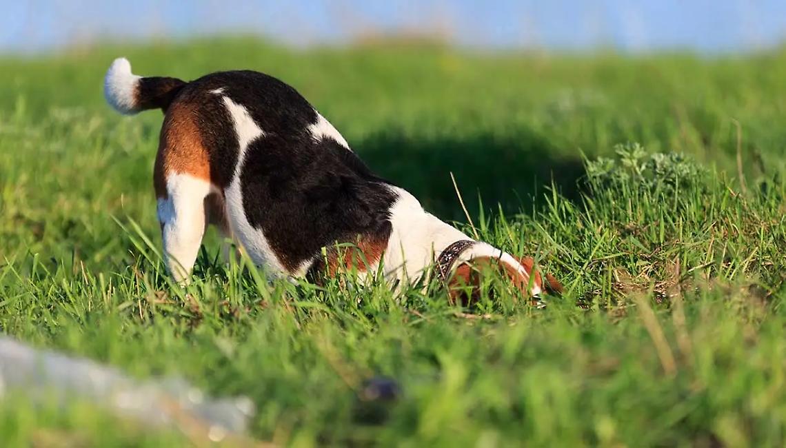 Cane che annusa (immagine d'archivio)