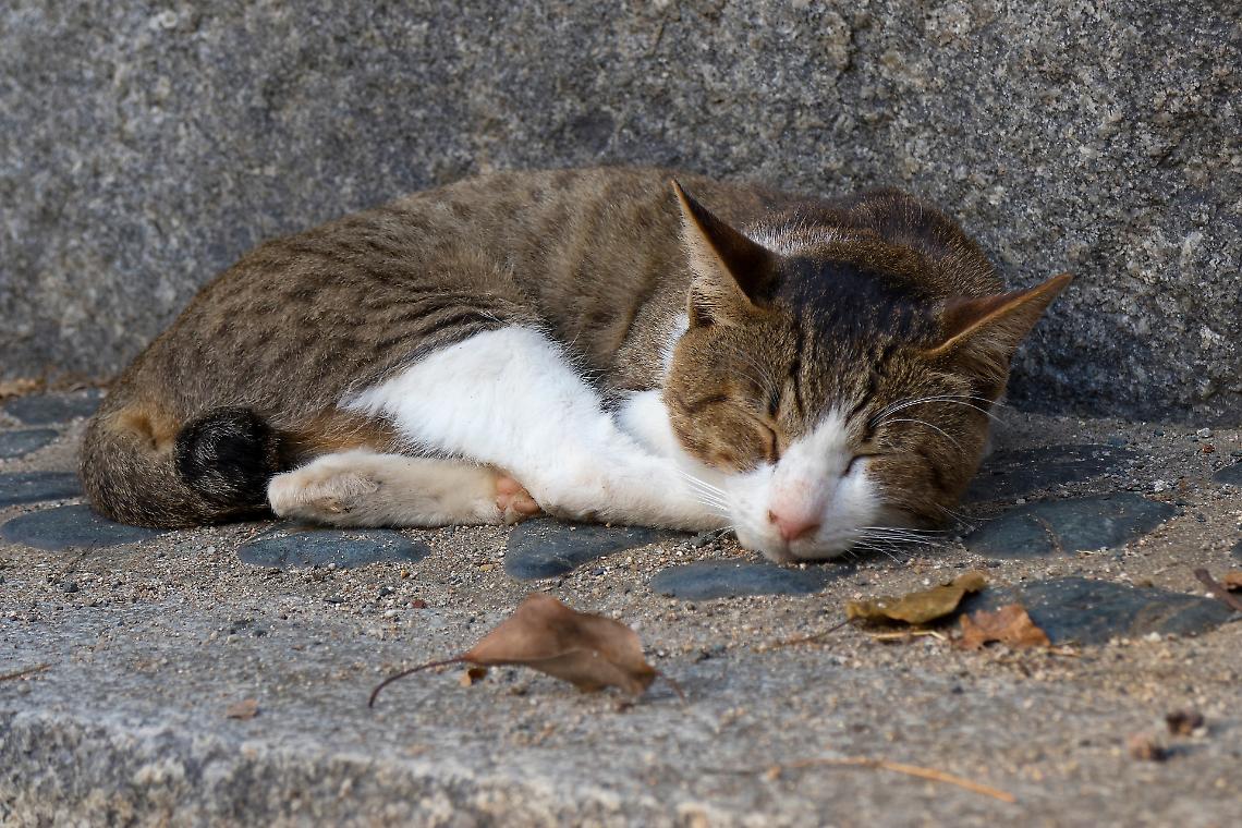 Gatto 