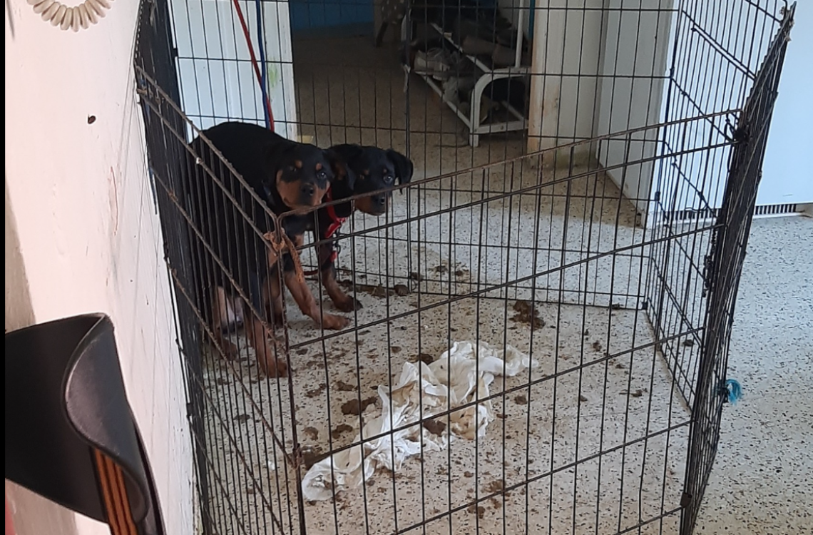 Cuccioli abbandonati in una gabbia, in mezzo agli escrementi 