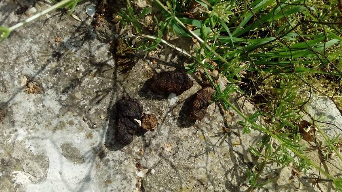 Ragazzini prendono la cacca dei cani e la lanciano nelle case