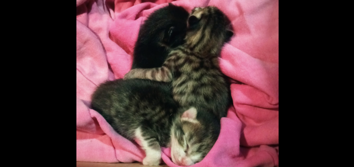 La cucciolata