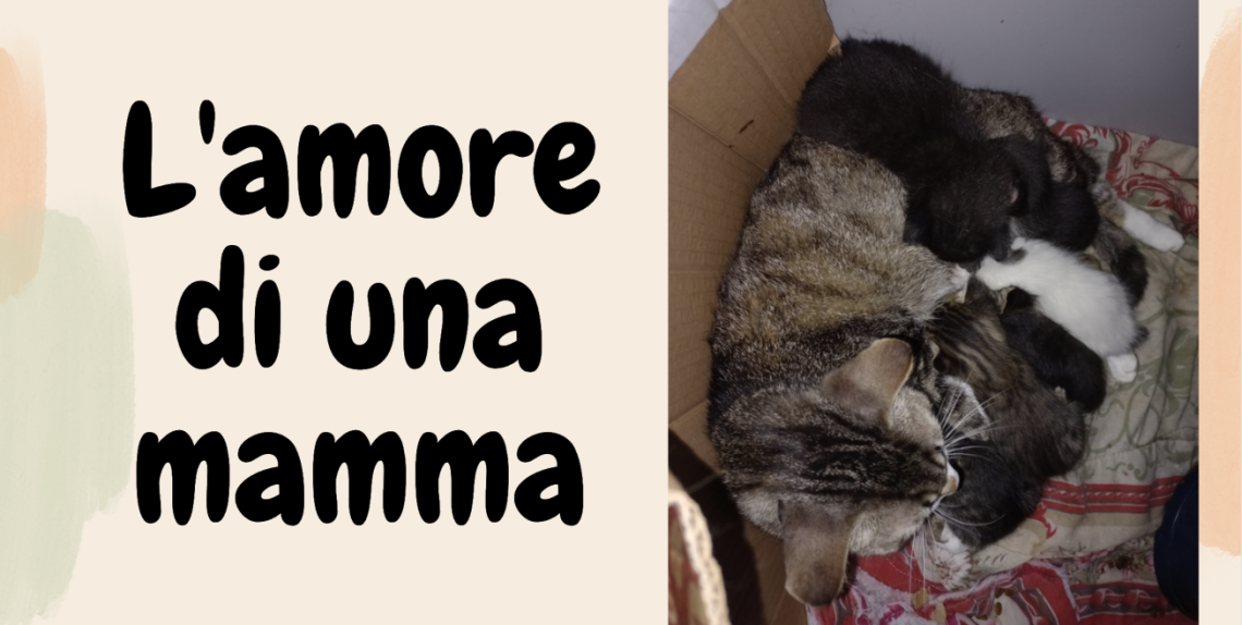 Mamma gatta coi micetti