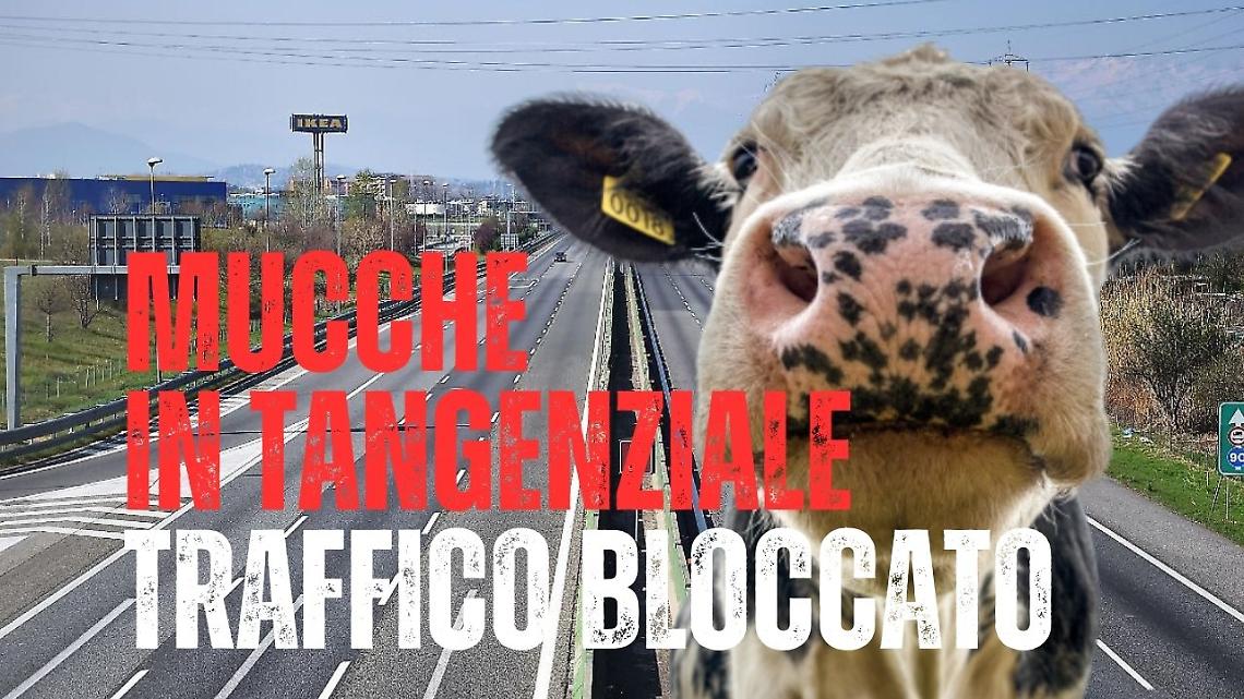 Mandria di mucche scappa dal recinto e finisce in tangenziale 