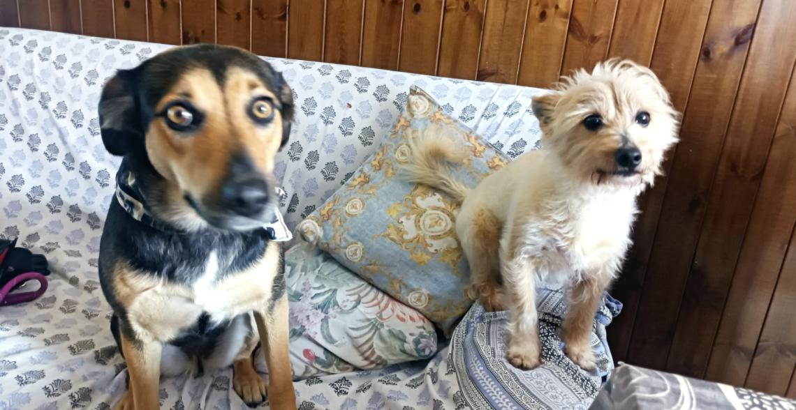 Due degli animali del rifugio