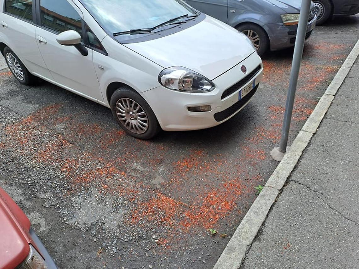 PERICOLO PER I CANI: polvere di peperoncino nel parcheggio per tenerli lontani