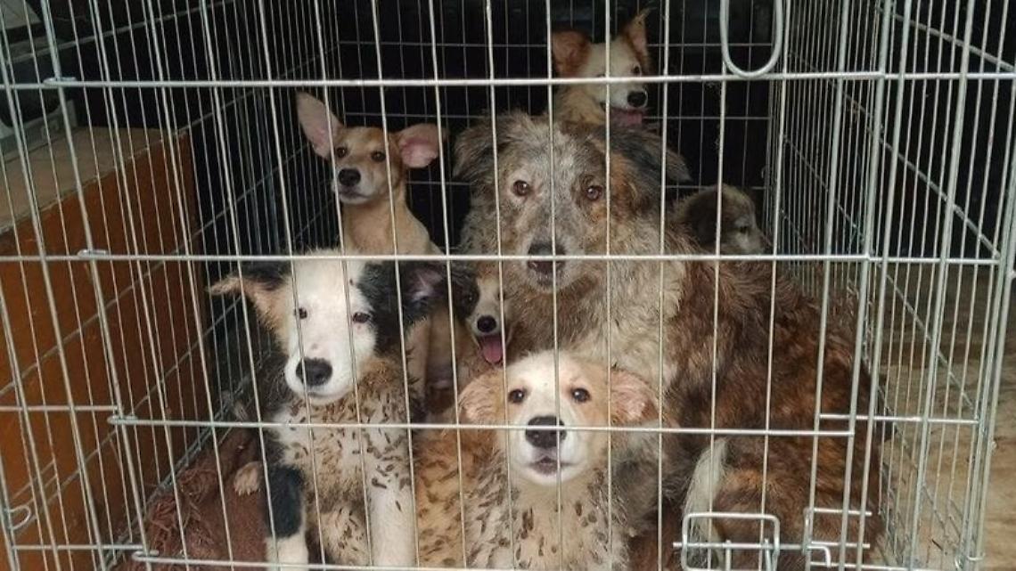 APPELLO AL PREFETTO: "Salvi i cani di Pont!"