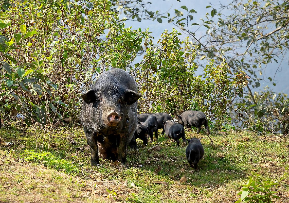 CACCIA ALLE MAMME CINGHIALE E AI LORO PICCOLI nelle vallate torinesi