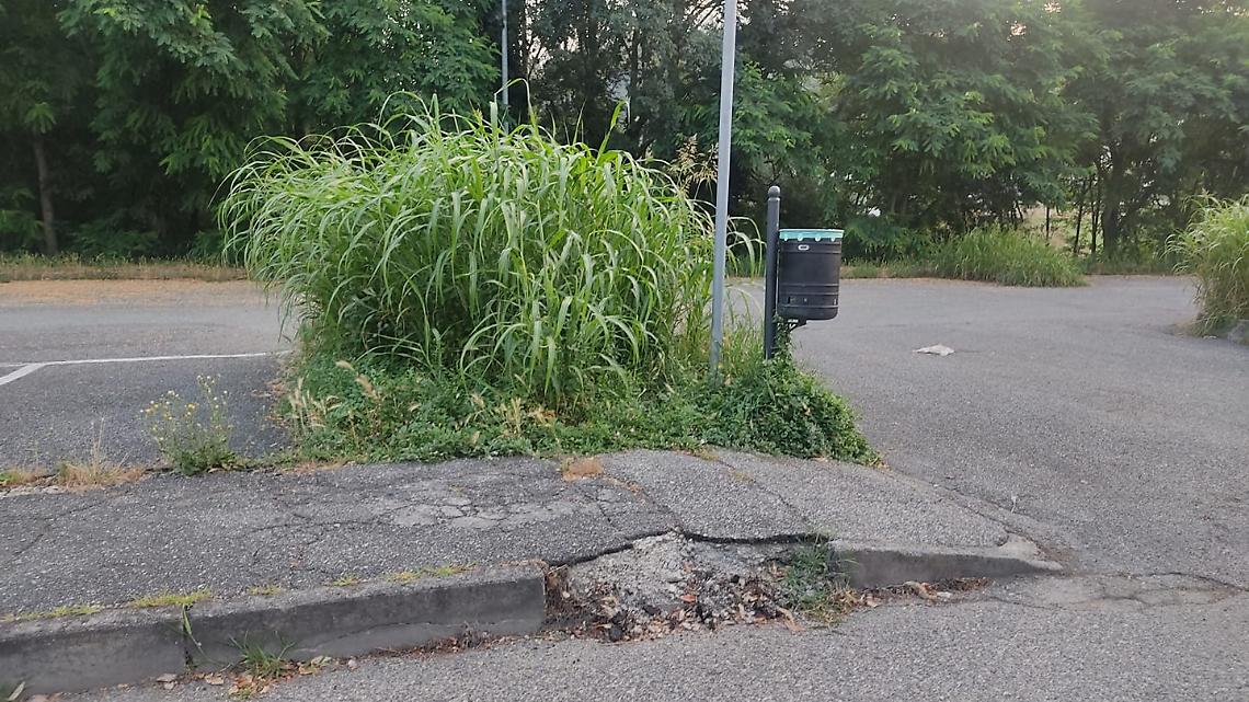 Giungla urbana. "Ma il Comune cosa aspetta a tagliare l'erba?" (FOTO)