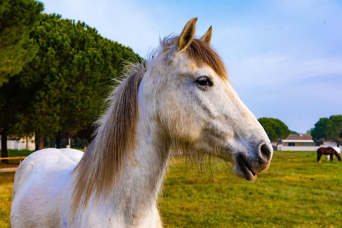 Cavallo