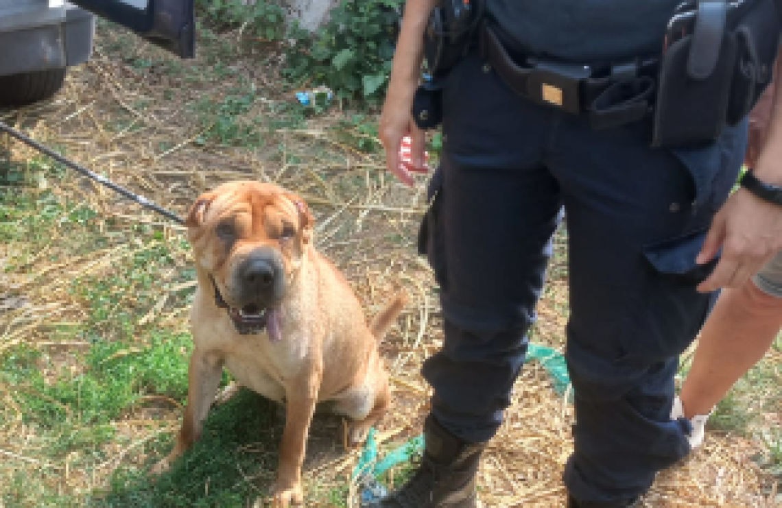 Cane maltrattato e lasciato solo tra i rifiuti, lo salvano le guardie zoofile