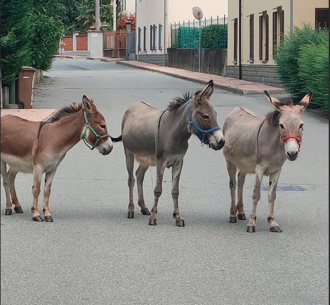 I tre asinelli liberati per le vie del paese