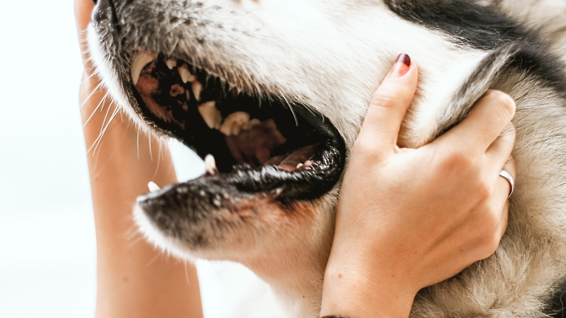 Bocconi avvelenati e schegge di vetro contro i cani. Una petizione chiede più sicurezza