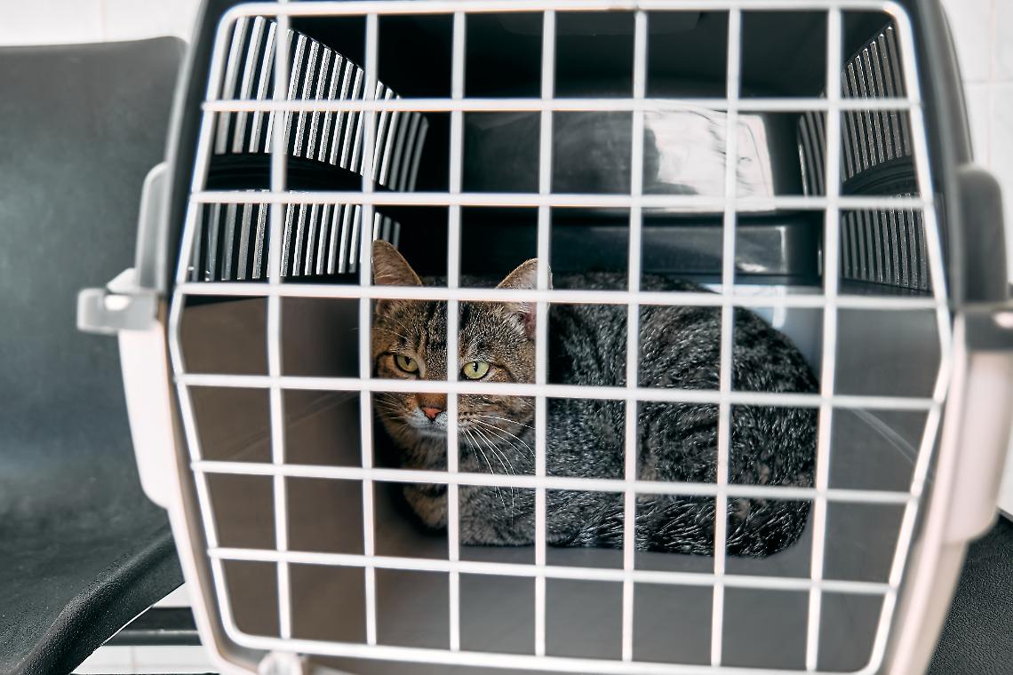 Gatto nel trasportino