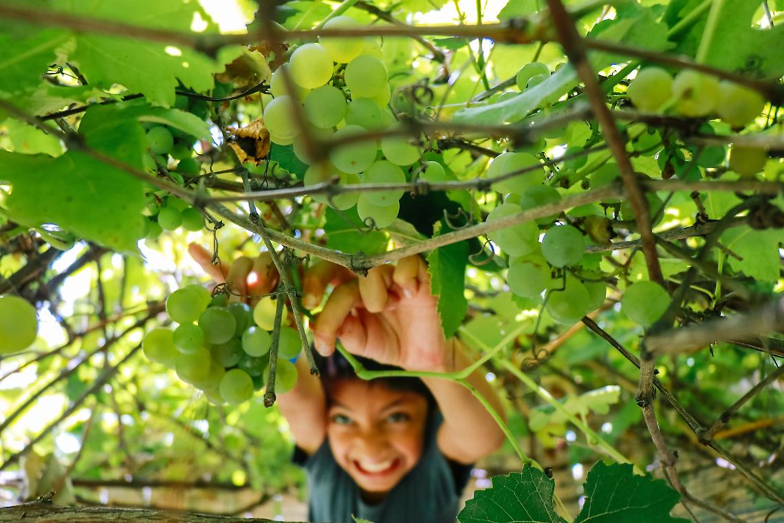 Vendemmia
