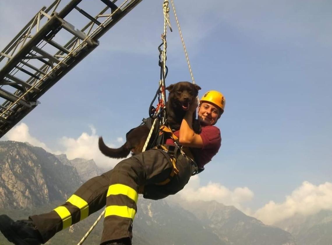 È morto Artù, il cane eroe dei Vigili del Fuoco