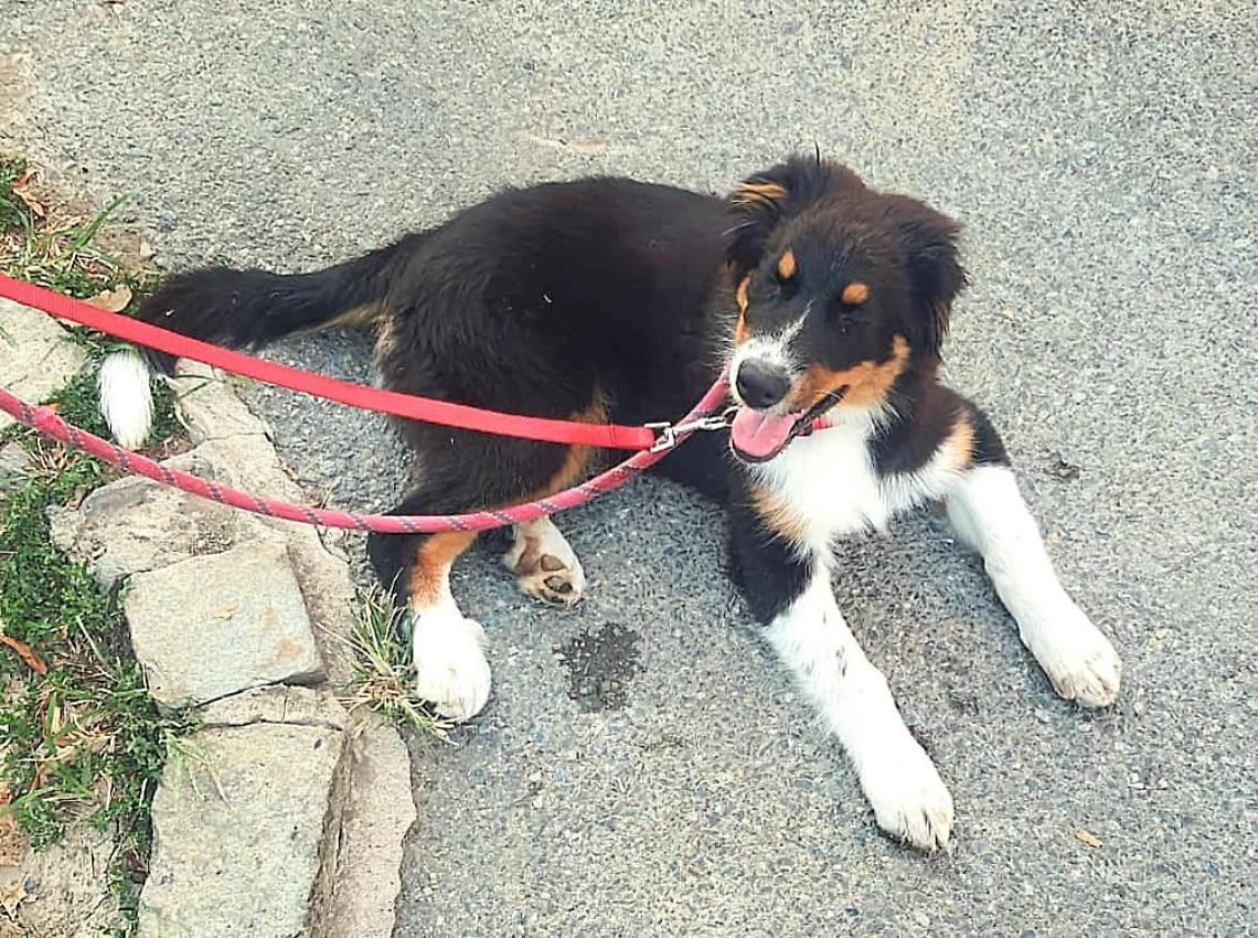 Denunciato l'uomo che ha abbandonato un cane per strada 