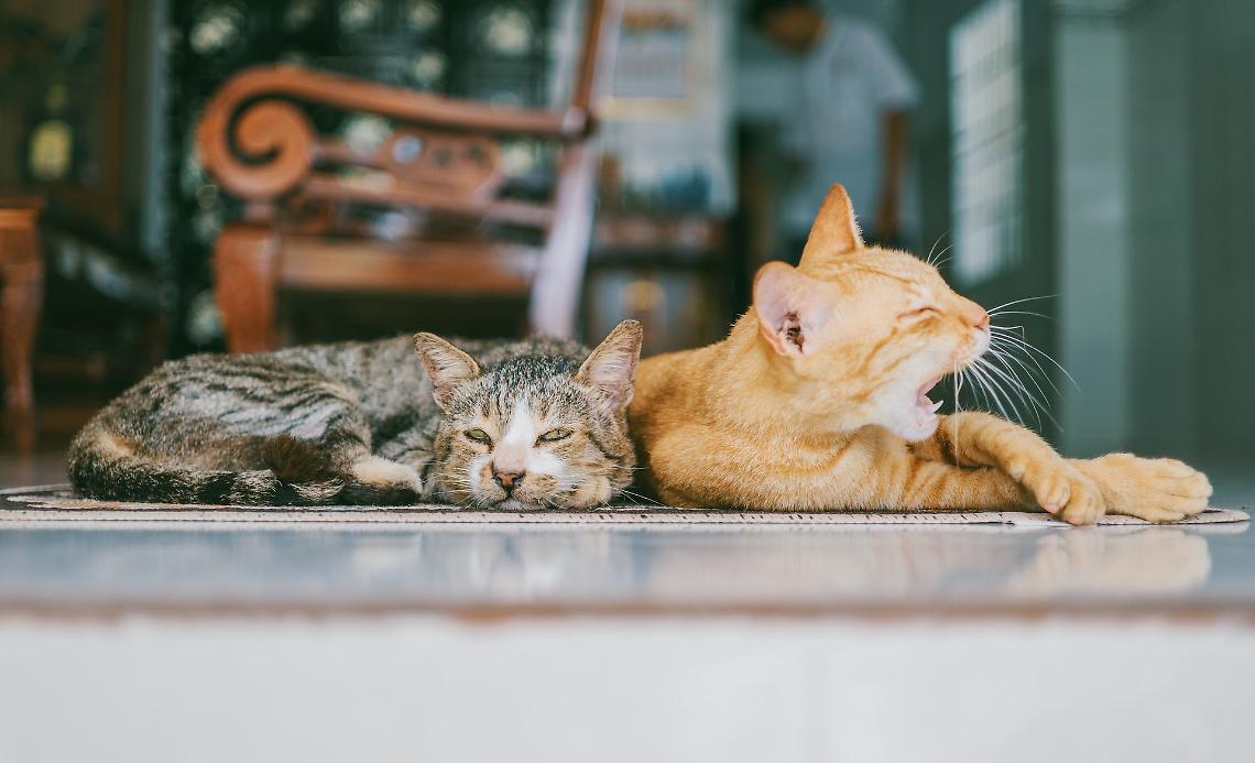 gatti