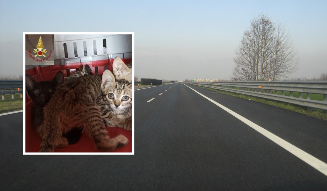 Gattini salvati sull'A21