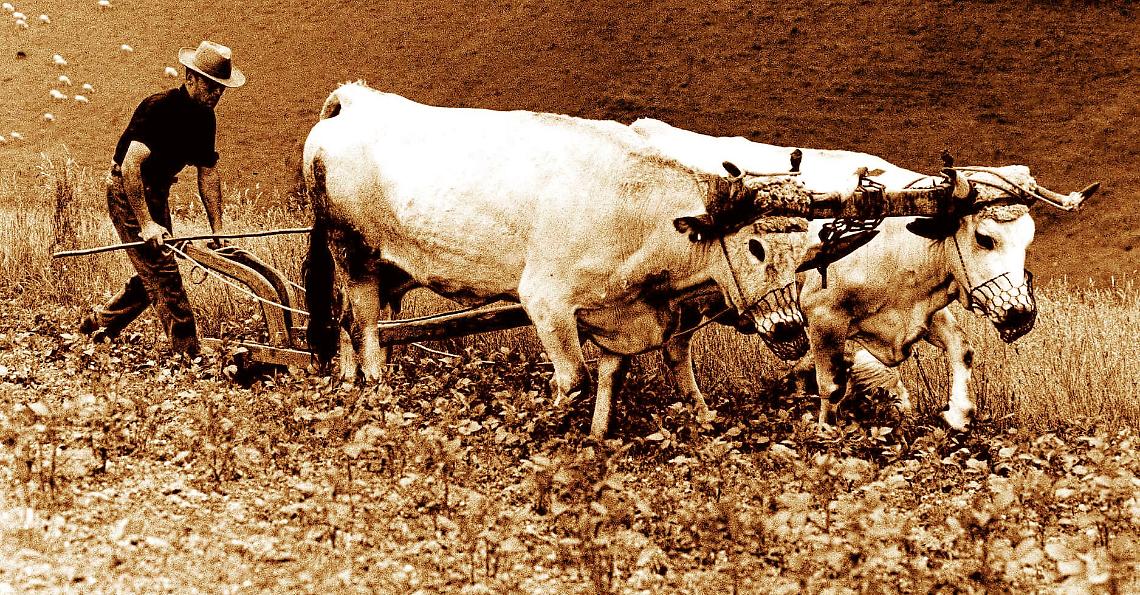 Contadini a Mezzi Po