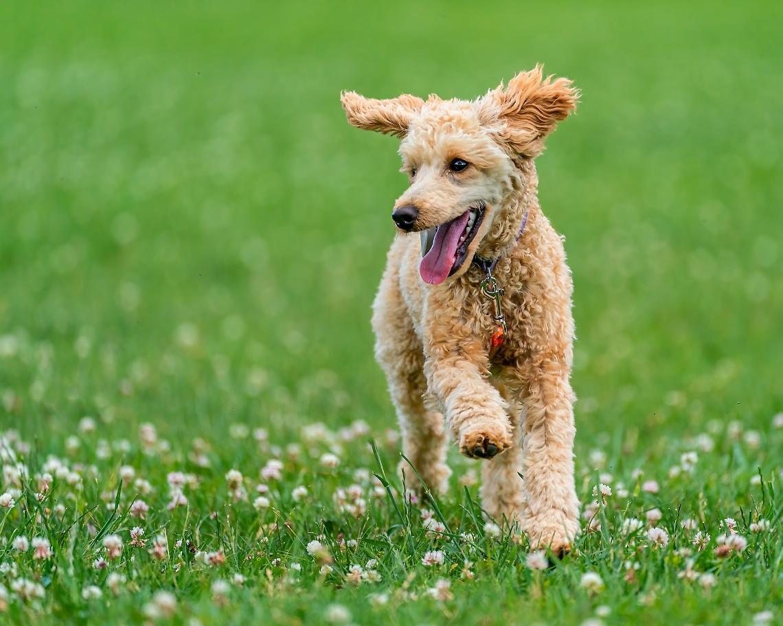 cane corre