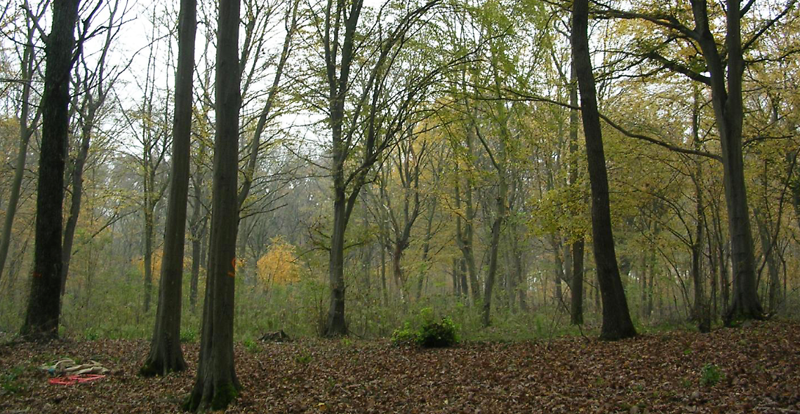 Autunno al Bosco della Partecipanza